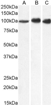 Goat anti-MTHFD1 Antibody
