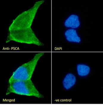 Goat anti-PSCA (aa27-40) Antibody