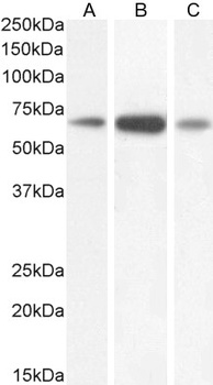 Goat anti-GAD1 (isoform GAD67) Antibody