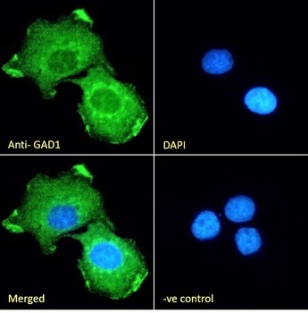 Goat anti-GAD1 (isoform GAD67) Antibody