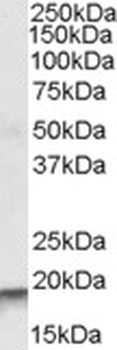 ARPC4 Antibody