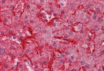 Goat anti-Arginase I Antibody