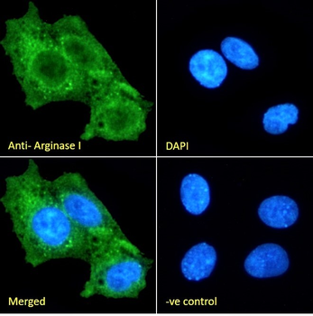 Goat anti-Arginase I Antibody