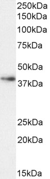 Goat anti-Arginase I Antibody