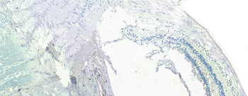 Goat anti-X-arrestin / arrestin 3 Antibody