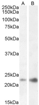 Goat anti-CAV3 Antibody