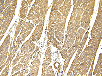 Goat anti-CAV3 Antibody