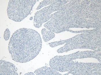 Goat anti-CAV3 Antibody