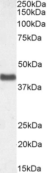 Goat anti-Connexin 43 / GJA1 Antibody