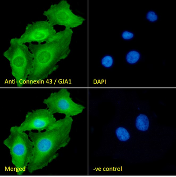 Goat anti-Connexin 43 / GJA1 Antibody
