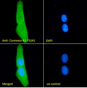 Goat anti-Connexin 43 / GJA1 Antibody
