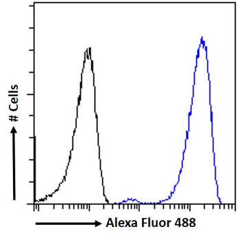 Goat anti-Connexin 43 / GJA1 Antibody