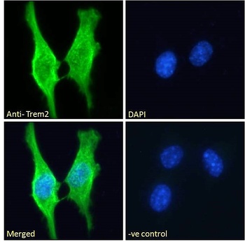 Goat anti-Trem2 (mouse) Antibody