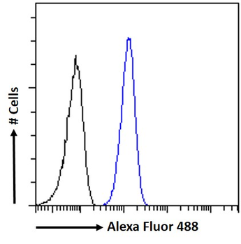 SEPT6 Antibody