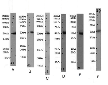 INDOL1 Antibody
