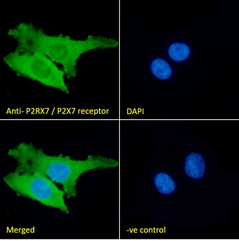 Goat anti-P2RX7 / P2X7 receptor Antibody