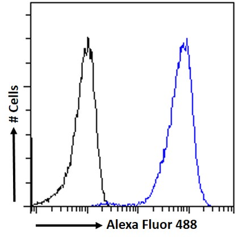 Goat anti-P2RX7 / P2X7 receptor Antibody