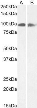 Calnexin antibody