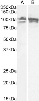 Calnexin antibody