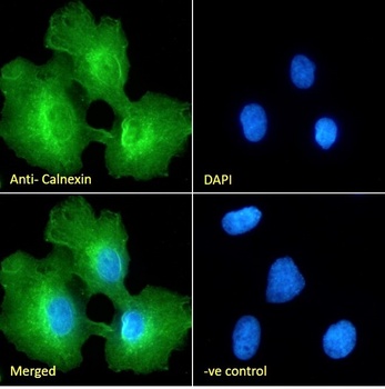 Calnexin antibody