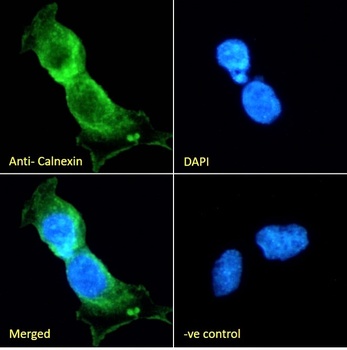 Calnexin antibody