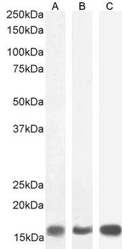 Galanin antibody