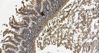 Goat anti-GAL Antibody