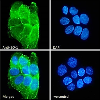 ZO-1 Antibody