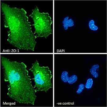 ZO-1 Antibody