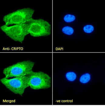 CRIPTO Antibody