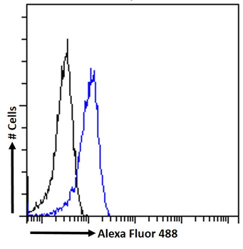 OXT (mouse) Antibody