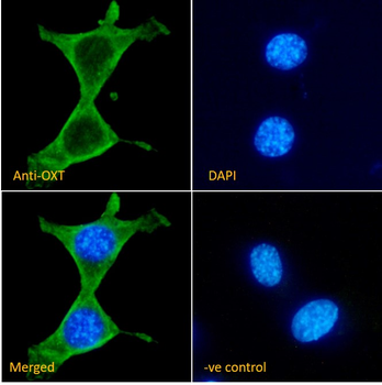 OXT (mouse) Antibody
