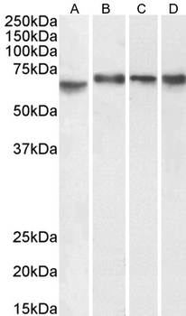 IMP1/ZBP1 Antibody