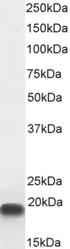 Goat anti-CIRBP (aa 81-91) Antibody