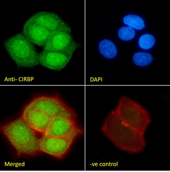 Goat anti-CIRBP (aa 81-91) Antibody
