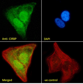 Goat anti-CIRBP (aa 81-91) Antibody