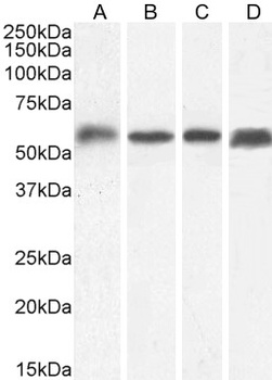 Goat anti-HSPC117 (aa201-215) Antibody