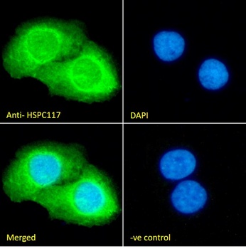 Goat anti-HSPC117 (aa201-215) Antibody