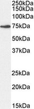 Positive Control Lysate for anti- NUP85 antibody