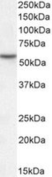 Positive Control Lysate for anti- MKRN1 antibody