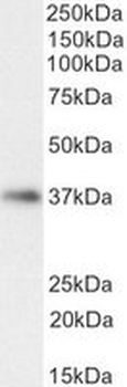 Positive Control Lysate for anti-GAPDH antibody
