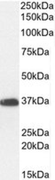 Positive Control Lysate for anti- GAPDH antibody