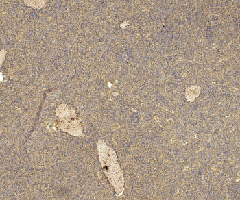 Goat CD163 Antibody