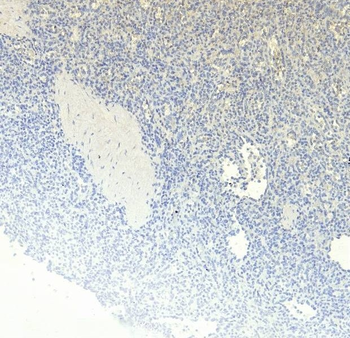 Goat CD163 Antibody