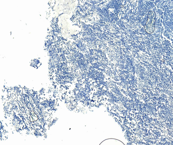 Goat CD86 / B7-2 (aa 73-87) Antibody