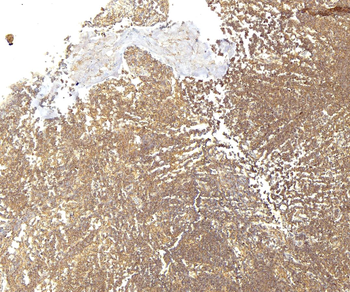 Goat CD86 / B7-2 (aa 73-87) Antibody