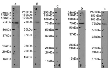 Goat ABCG1 Antibody