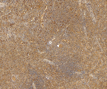 Goat anti-CD68 Antibody