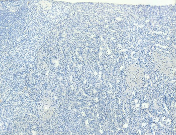 Goat anti-CD68 Antibody