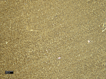 Goat anti-CTGF Antibody